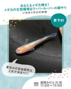 あなたもメダカ博士!メダカの生態観察&ウーパールーパーの餌やり