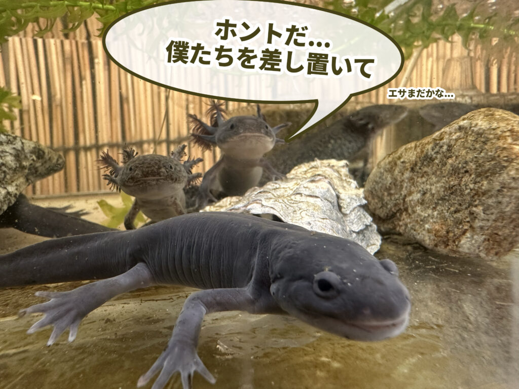 ウーパールーパー（ブラック）の変態