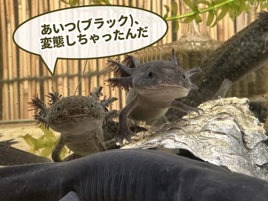 ウーパールーパー（ブラック）の変態