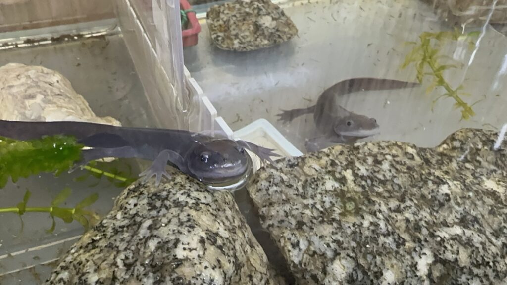 ウーパールーパー（ブラック）の変態