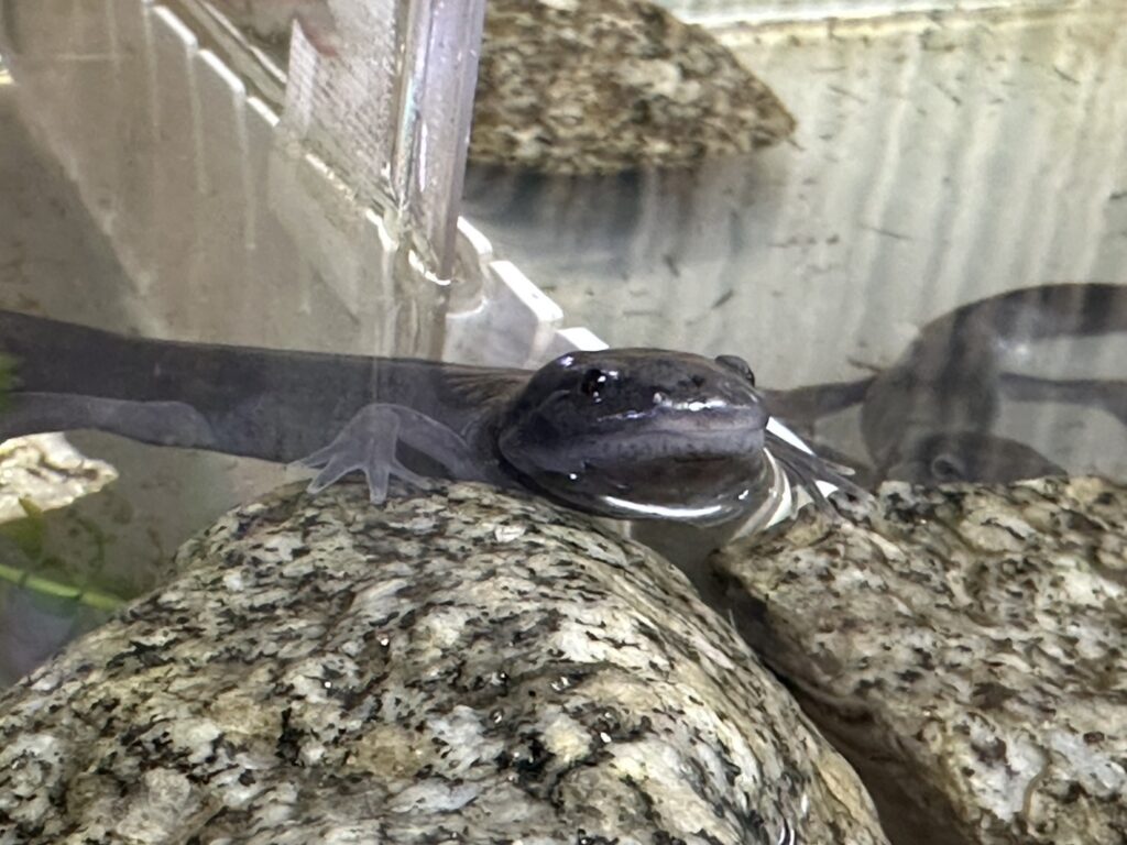 ウーパールーパー（ブラック）の変態