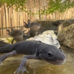 ウーパールーパー（マーブル）に見られているウーパールーパー（ブラック）の変態