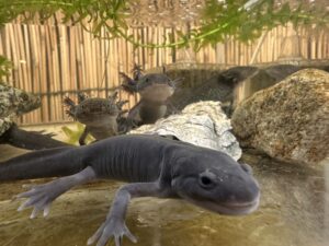 ウーパールーパー（マーブル）に見られているウーパールーパー（ブラック）の変態