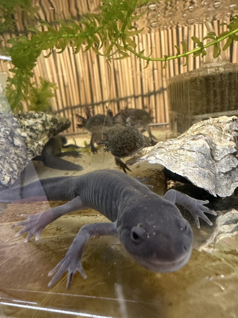 ウーパールーパー（ブラック）の変態