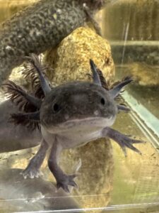 ウーパールーパー（マーブル）