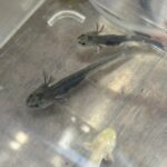ウーパールーパー(マーブル)